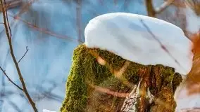 Śluza w Leśniewie Górnym w zimowej szacie, luty 2021 - zdjęcie 31