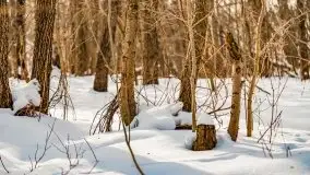 Śluza w Leśniewie Górnym w zimowej szacie, luty 2021 - zdjęcie 61