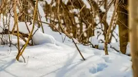 Śluza w Leśniewie Górnym w zimowej szacie, luty 2021 - zdjęcie 64