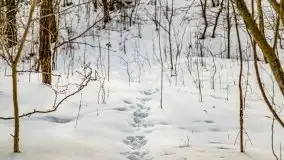 Śluza w Leśniewie Górnym w zimowej szacie, luty 2021 - zdjęcie 52