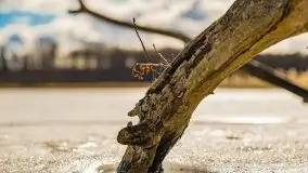 Szukamy wiosny - znajdujemy pierwsze oznaki - zdjęcie 20