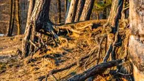 Przedwiosenny zachód słońca nad jeziorem Gołdopiwo i Żabiniec - zdjęcie 57