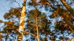 Przedwiosenny zachód słońca nad jeziorem Gołdopiwo i Żabiniec - zdjęcie 39