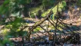 Przedwiośnie w lasach przy Wilkasach, marzec 2021 - zdjęcie 13