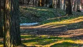 Przedwiośnie w lasach przy Wilkasach, marzec 2021 - zdjęcie 18