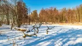 Las miejski w Giżycku, zimowa odsłona, luty 2021 r. - zdjęcie 6