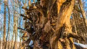 Las miejski w Giżycku, zimowa odsłona, luty 2021 r. - zdjęcie 52