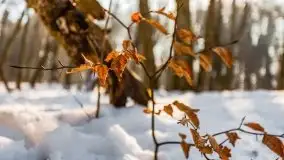 Las miejski w Giżycku, zimowa odsłona, luty 2021 r. - zdjęcie 12