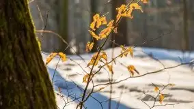 Las miejski w Giżycku, zimowa odsłona, luty 2021 r. - zdjęcie 28