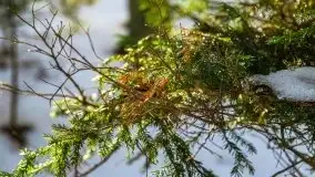 Las miejski w Giżycku, zimowa odsłona, luty 2021 r. - zdjęcie 19