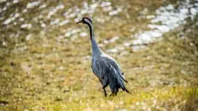 Miłośnicy Mazur - przedwiośnie na zdjęciach Staszka Sielewicza - zdjęcie 6