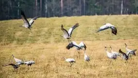 Miłośnicy Mazur - przedwiośnie na zdjęciach Staszka Sielewicza - zdjęcie 26