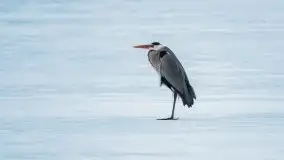 Miłośnicy Mazur - przedwiośnie na zdjęciach Staszka Sielewicza - zdjęcie 20