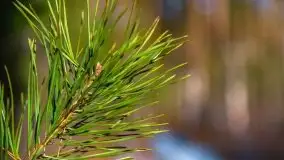 Przedwiośnie 2021 nad jeziorem Białym - zdjęcie 39