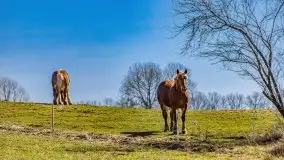 Wiosna w rezerwacie przyrody Borki, marzec 2021 - zdjęcie 1