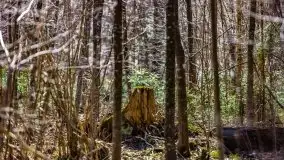 Wiosna w rezerwacie przyrody Borki, marzec 2021 - zdjęcie 5