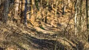 Wiosenny las przy jeziorze Gołdopiwo - zdjęcie 11