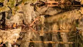 Wiosenny las przy jeziorze Gołdopiwo - zdjęcie 23