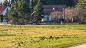 Wiosenny las przy jeziorze Gołdopiwo - zdjęcie 20