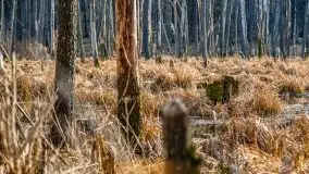 Mazurska przyroda w lesie Szczybały Giżyckie - zdjęcie 15