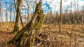 Mazurska przyroda w lesie Szczybały Giżyckie - zdjęcie 23