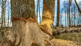 Mazurska przyroda w lesie Szczybały Giżyckie - zdjęcie 41