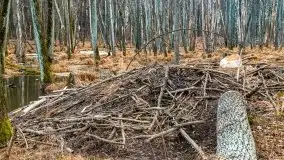 Mazurska przyroda w lesie Szczybały Giżyckie - zdjęcie 36