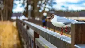 Szukaliśmy oznak wiosny w Olecku - zdjęcie 63