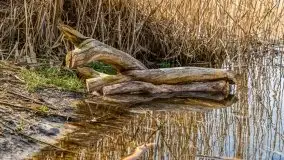 Przedwiośnie przy rzece Białoławka, marzec 2021 - zdjęcie 18