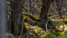 Przedwiośnie przy rzece Białoławka, marzec 2021 - zdjęcie 16