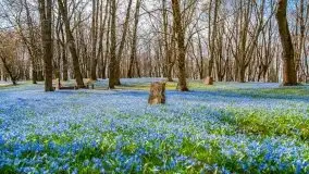 Mazurska przyroda - cebulice w giżyckim parku - zdjęcie 4
