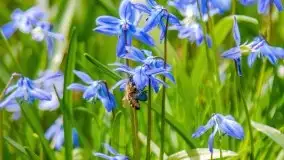 Mazurska przyroda - cebulice w giżyckim parku - zdjęcie 13