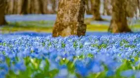 Mazurska przyroda - cebulice w giżyckim parku - zdjęcie 16