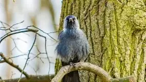 Mazurska przyroda - cebulice w giżyckim parku - zdjęcie 11