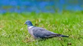 Mazurska przyroda - cebulice w giżyckim parku - zdjęcie 31