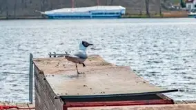 Cisza przed burzą, czyli kwiecień na promenadzie w Mikołajkach - zdjęcie 31