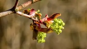 Piecki, ścieżka edukacyjna wokół stawu - zdjęcie 71