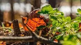 Piecki, ścieżka edukacyjna wokół stawu - zdjęcie 38