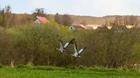 Majowy wieczór z mazurską przyrodą - zdjęcie 23