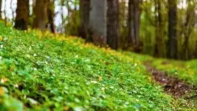 Wiosenne widoki z okolic Sztynortu, maj 2021 - zdjęcie 18