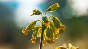 Mazur nie tylko szumem jeziora kuszą... zobaczcie wiosenną łąkę - zdjęcie 11