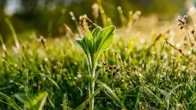 Mazur nie tylko szumem jeziora kuszą... zobaczcie wiosenną łąkę - zdjęcie 19