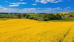 Mazurskie złote, piękne, rzepakowe pola - zdjęcie 25