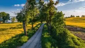 Mazurskie złote, piękne, rzepakowe pola - zdjęcie 5