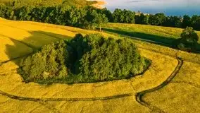 Mazurskie złote, piękne, rzepakowe pola - zdjęcie 27