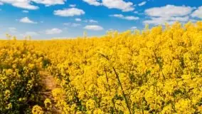 Mazurskie złote, piękne, rzepakowe pola - zdjęcie 38