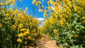 Mazurskie złote, piękne, rzepakowe pola - zdjęcie 8