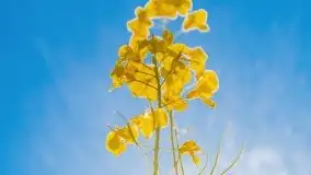 Mazurskie złote, piękne, rzepakowe pola - zdjęcie 51