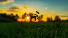 Zachody słońca nad Sztynortem, czerwiec 2021 - zdjęcie 16