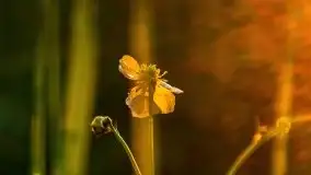 Jezioro Kirsajty o zachodzie słońca - zdjęcie 23